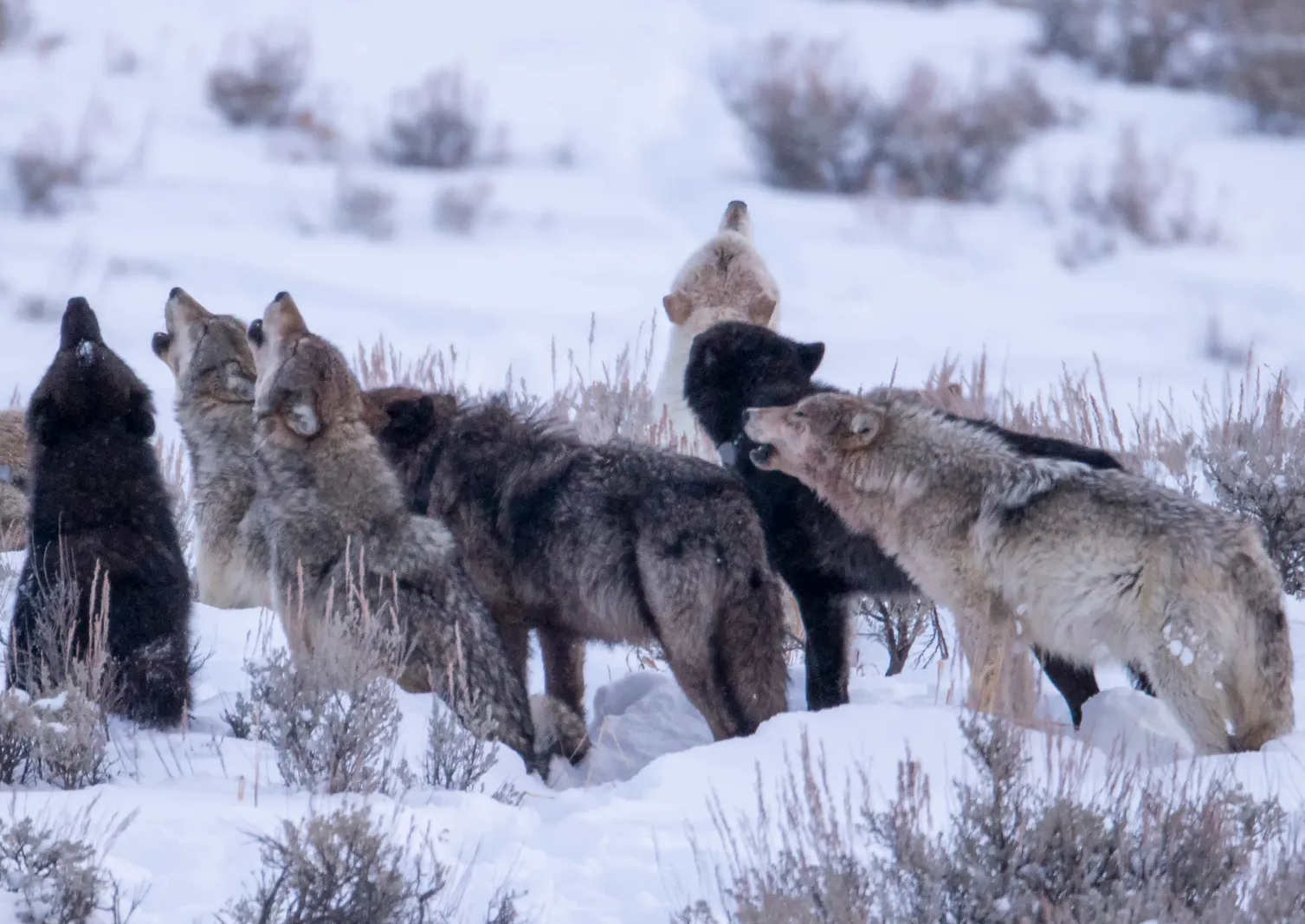 As Wolf Management Debate Reaches a Fever Pitch, the Interior Department Hires a National Mediator